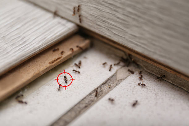 Best Pest Control Near Me  in Amesti, CA