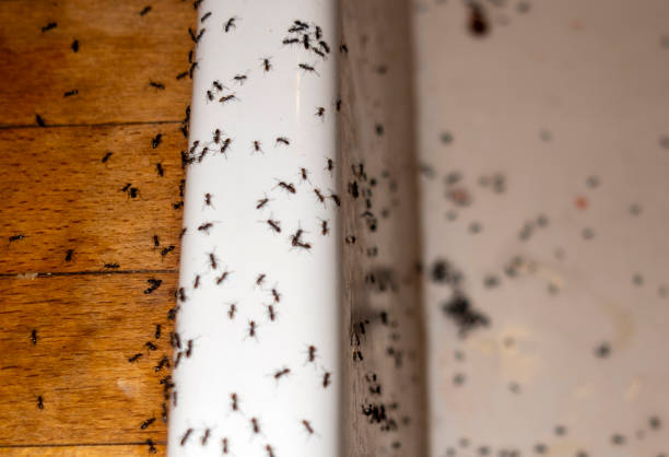 Best Flea Control Services  in Amesti, CA